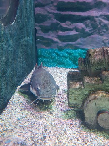 عکس تونل آکواریوم ناژوان اصفهان