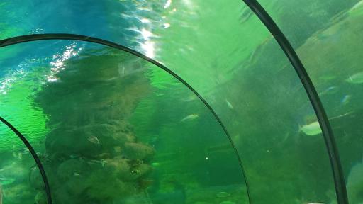عکس تونل آکواریوم ناژوان اصفهان