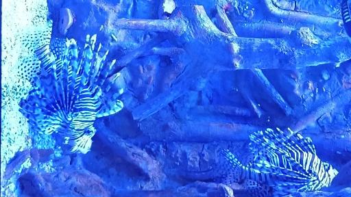 عکس تونل آکواریوم ناژوان اصفهان