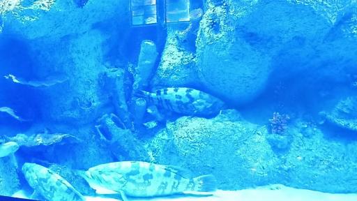 عکس تونل آکواریوم ناژوان اصفهان