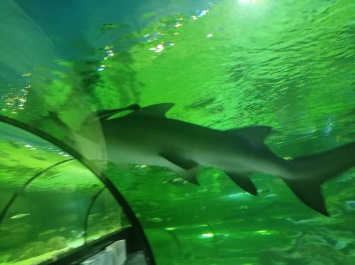 عکس تونل آکواریوم ناژوان اصفهان