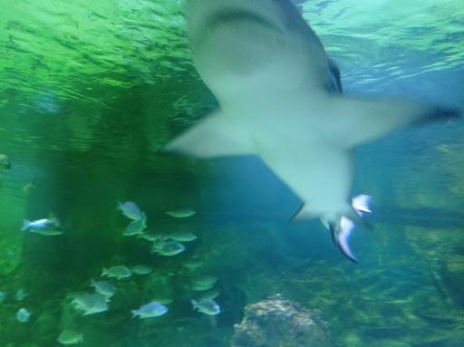 عکس تونل آکواریوم ناژوان اصفهان