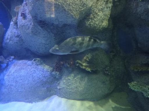 عکس تونل آکواریوم ناژوان اصفهان