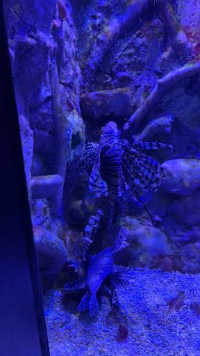 عکس تونل آکواریوم ناژوان اصفهان