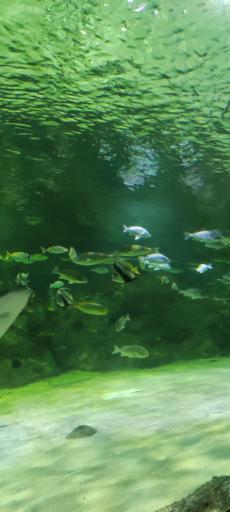 عکس تونل آکواریوم ناژوان اصفهان
