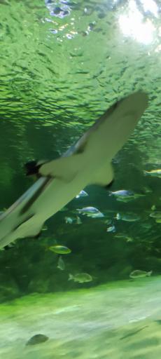 عکس تونل آکواریوم ناژوان اصفهان