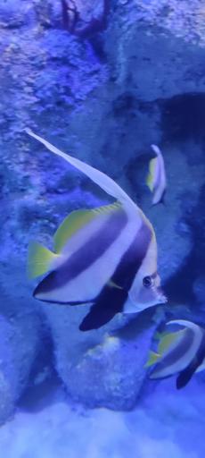 عکس تونل آکواریوم ناژوان اصفهان