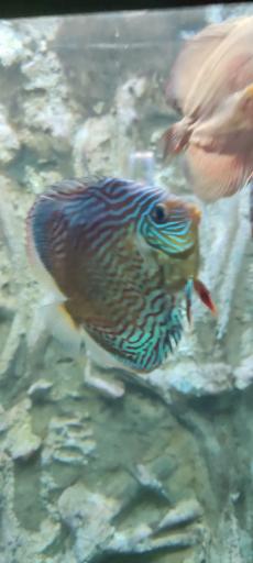 عکس تونل آکواریوم ناژوان اصفهان