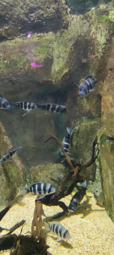 عکس تونل آکواریوم ناژوان اصفهان