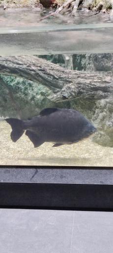 عکس تونل آکواریوم ناژوان اصفهان