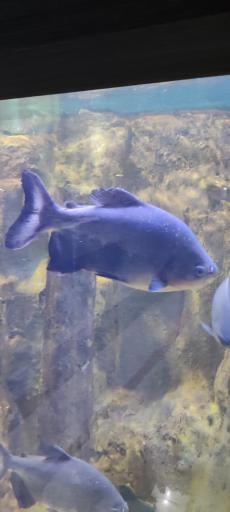 عکس تونل آکواریوم ناژوان اصفهان