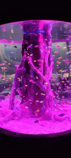 عکس تونل آکواریوم ناژوان اصفهان