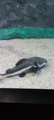 عکس تونل آکواریوم ناژوان اصفهان