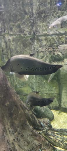 عکس تونل آکواریوم ناژوان اصفهان