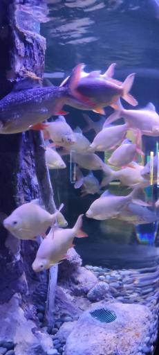 عکس تونل آکواریوم ناژوان اصفهان