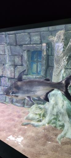 عکس تونل آکواریوم ناژوان اصفهان