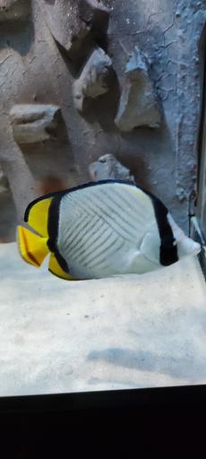 عکس تونل آکواریوم ناژوان اصفهان