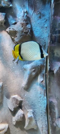 عکس تونل آکواریوم ناژوان اصفهان