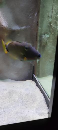 عکس تونل آکواریوم ناژوان اصفهان