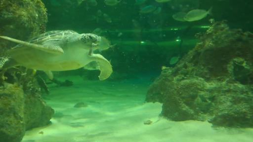 عکس تونل آکواریوم ناژوان اصفهان