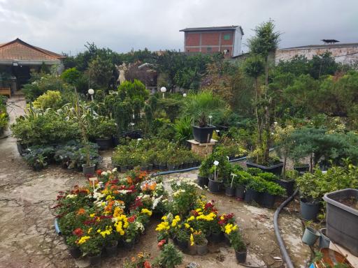 عکس گلخانه آقای گل بابل