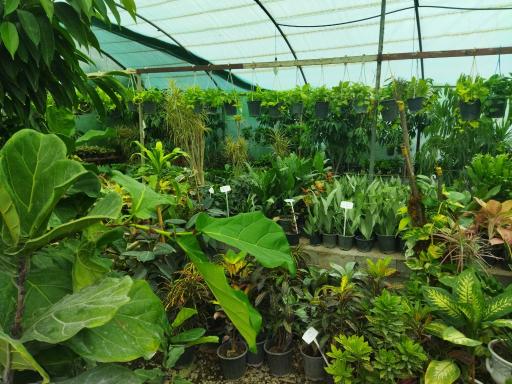 عکس گلخانه آقای گل بابل