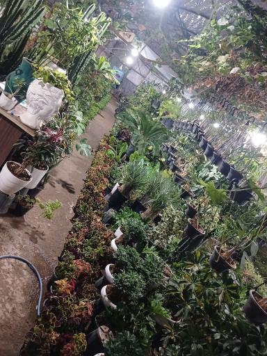 عکس گل و گیاه مهربان 