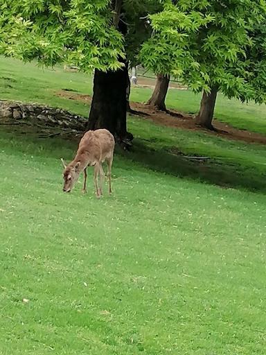 عکس حیات وحش بوستان ملت