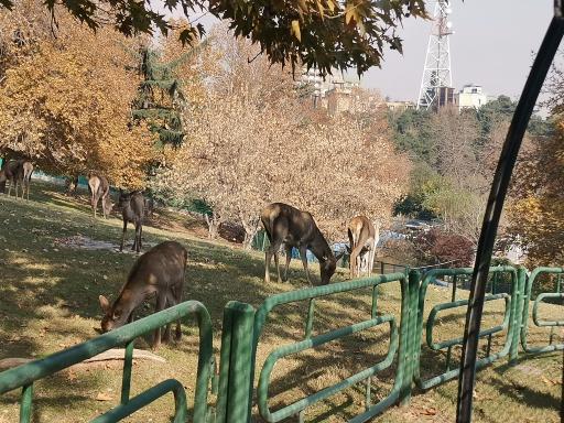 حیات وحش بوستان ملت