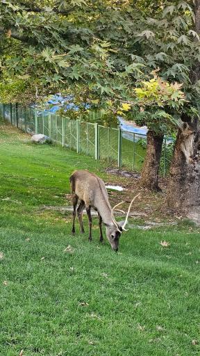 عکس حیات وحش بوستان ملت