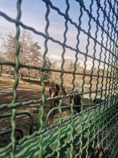 عکس حیات وحش بوستان ملت