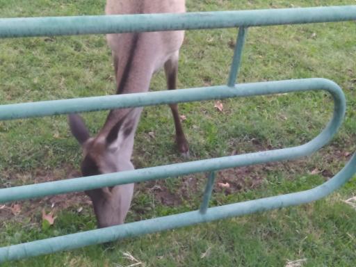 عکس حیات وحش بوستان ملت