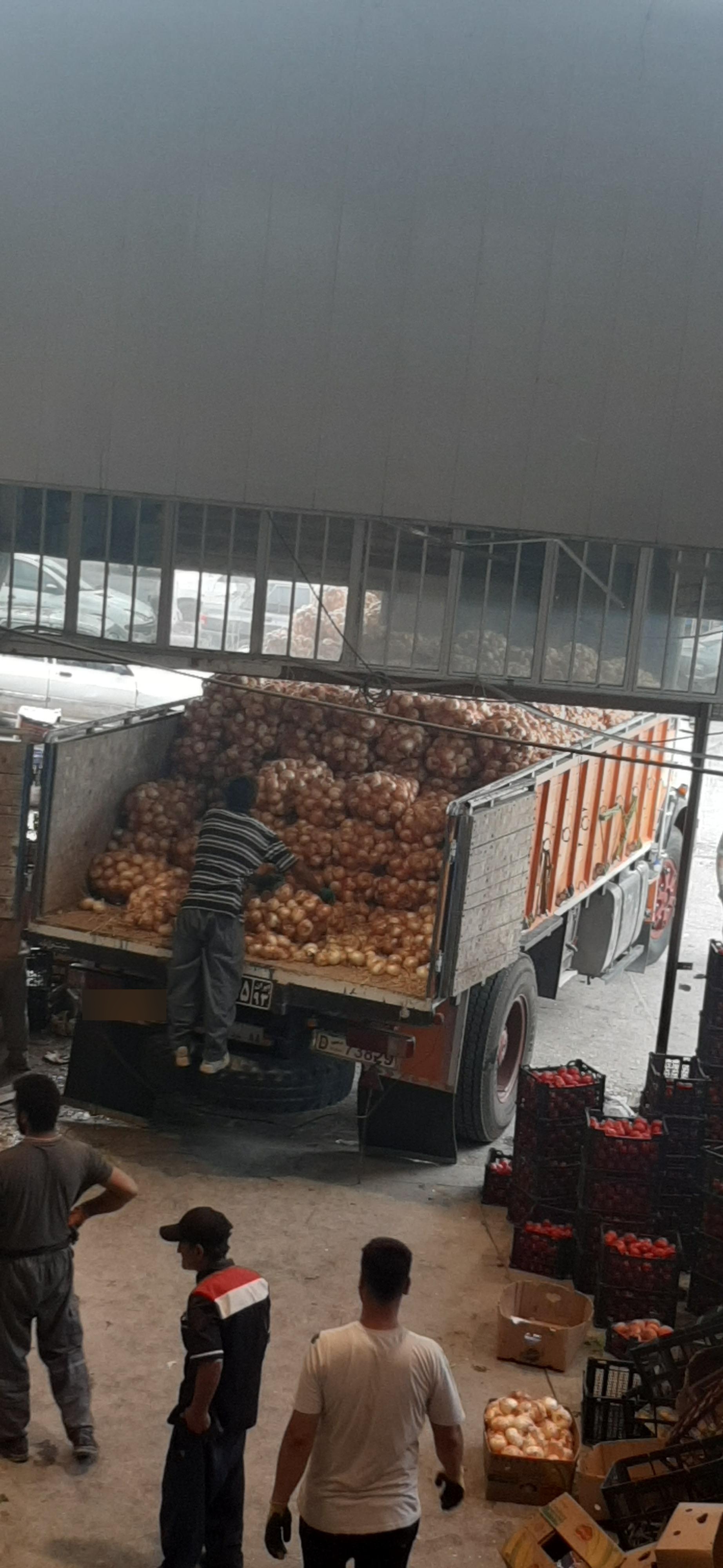 عکس میوه تر بار قدری