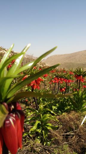 عکس دشت لاله های واژگون