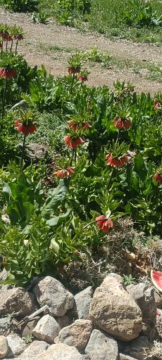 عکس دشت لاله های واژگون