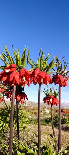 عکس دشت لاله های واژگون