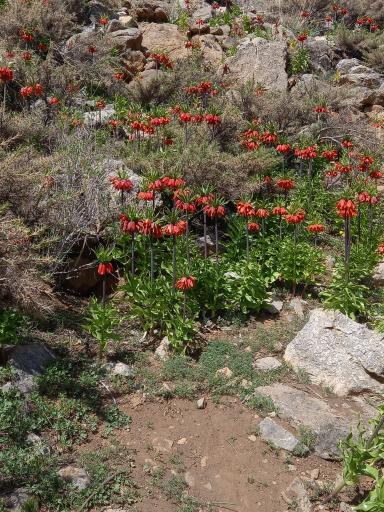 عکس دشت لاله های واژگون