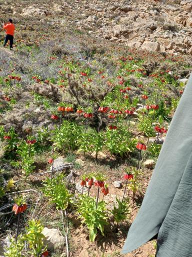 عکس دشت لاله های واژگون