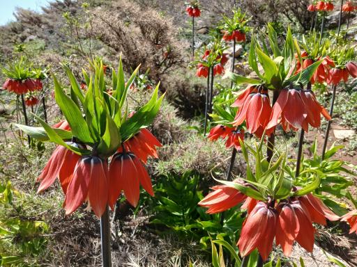 عکس دشت لاله های واژگون