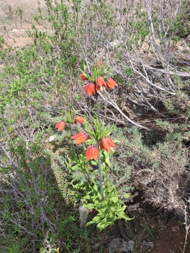 عکس دشت لاله های واژگون