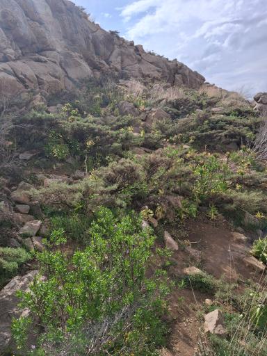 عکس دشت لاله های واژگون