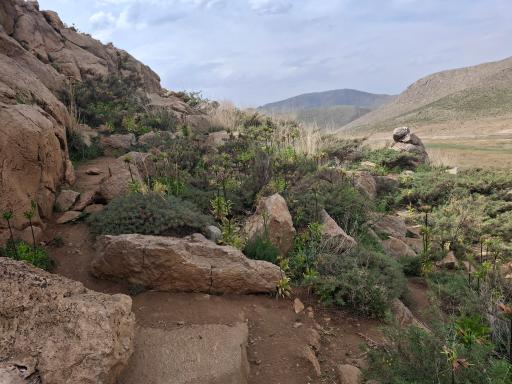 عکس دشت لاله های واژگون