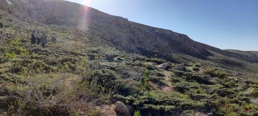 عکس دشت لاله های واژگون