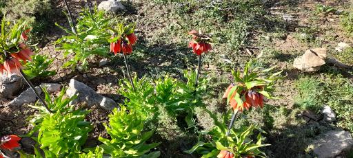 عکس دشت لاله های واژگون