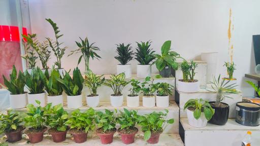 عکس گلسرای لیا