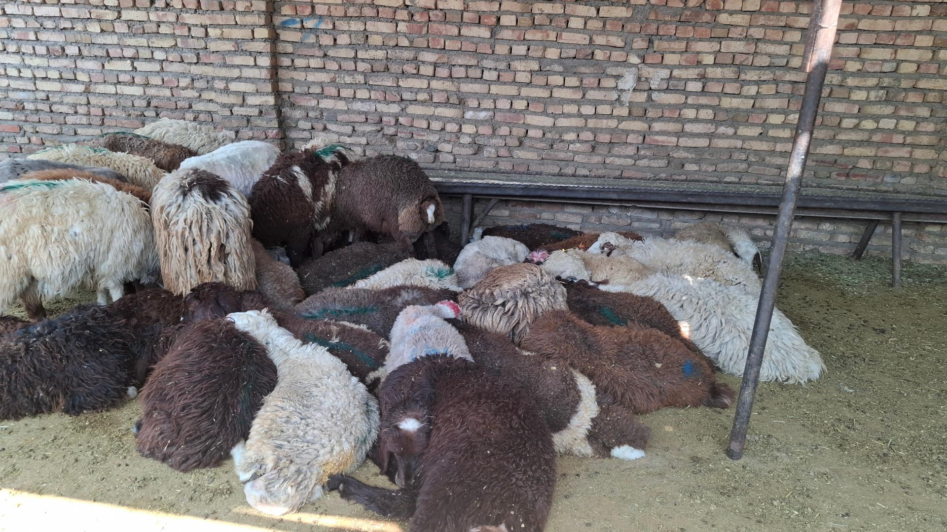 عکس دامداری رضا صوفی