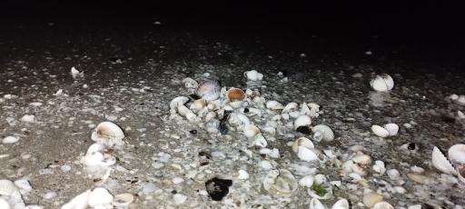 عکس ساحل دریا