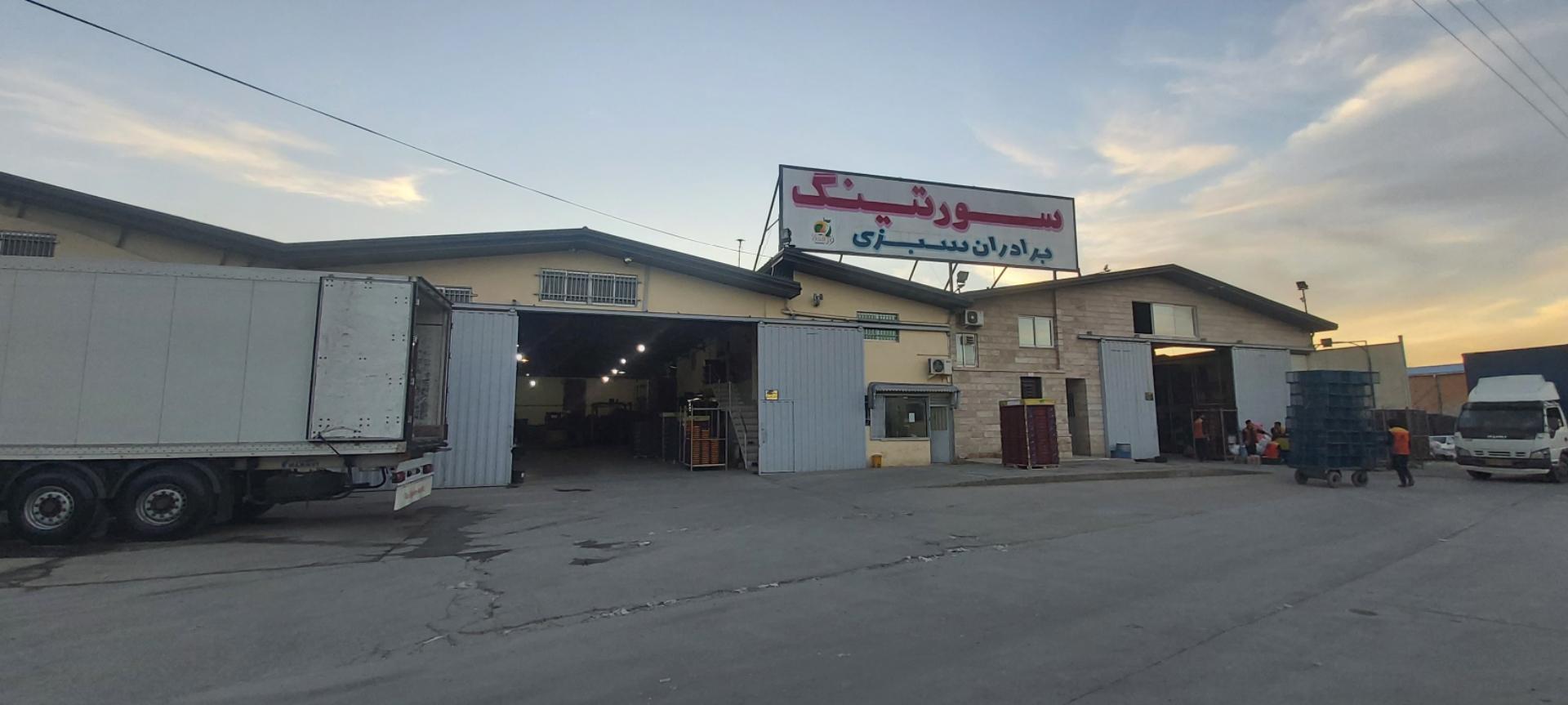 عکس سورتینگ پرتقال برادران سبزی