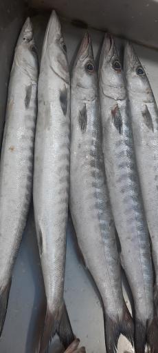 عکس شهرک عرب ها