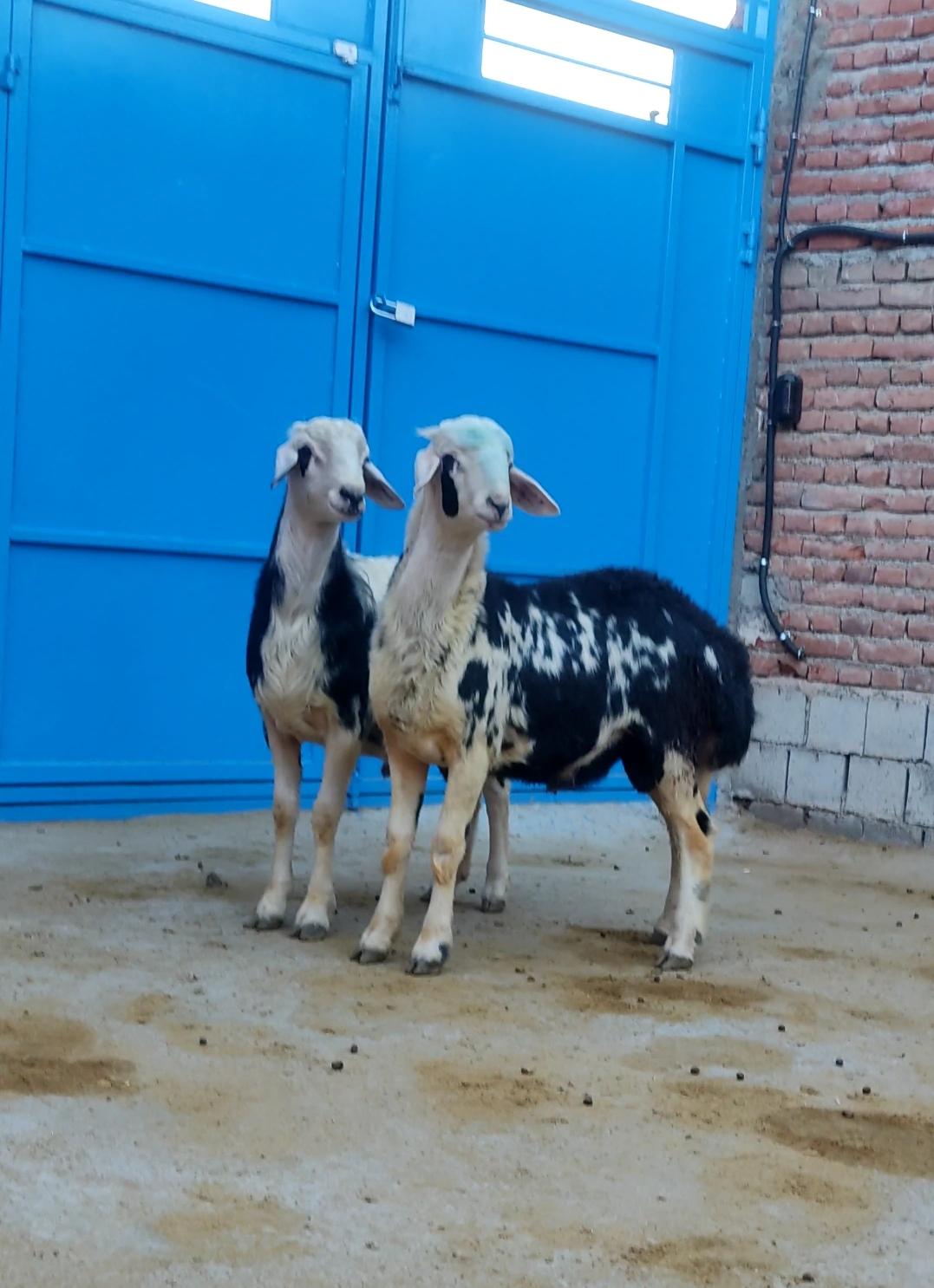 عکس دامداری فرهاد سلیمانی 